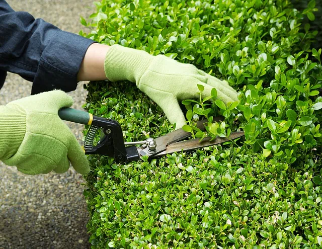jardineria